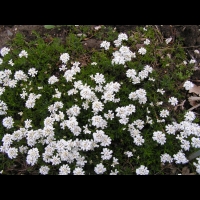 Corbeille d'argent, Iberis Sempervirens (fam Brassicacees) (Europe meridionale) (1)